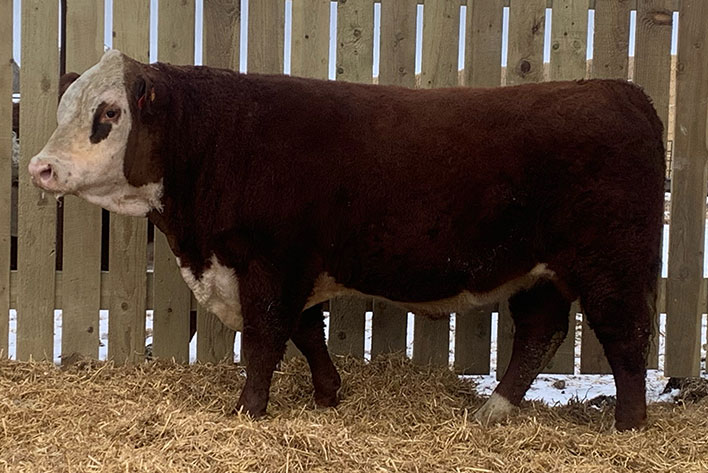 Rawcliffe Grange Stock Farm