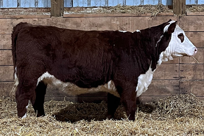Rawcliffe Grange Stock Farm