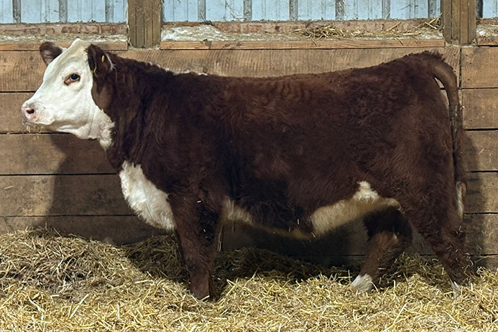 Rawcliffe Grange Stock Farm